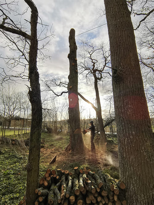 Démontage d'arbres tours