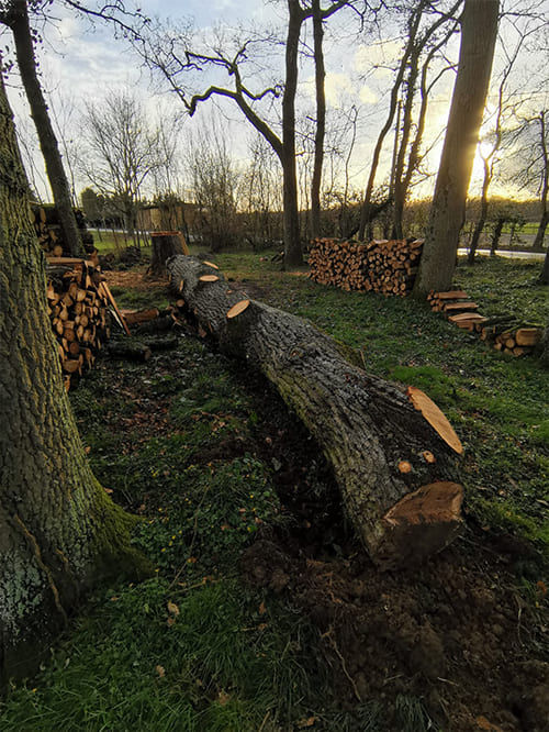 Démontage d'arbres Indre-et-Loire (37)