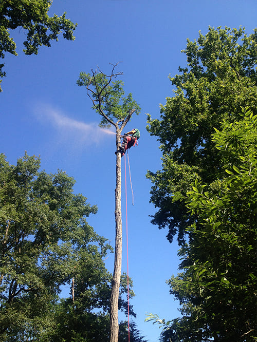 Abattage d'arbre tours