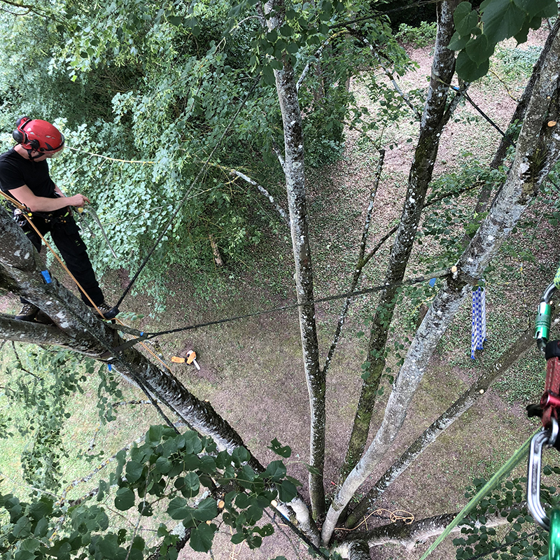 Haubanage d'arbres Indre-et-Loire (37)